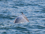 Blauwe Vinvis - Blue Whale