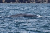 Blauwe Vinvis - Blue Whale