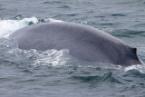 Blauwe Vinvis - Blue Whale