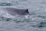 Blauwe Vinvis - Blue Whale