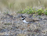 Bontbekplevier - Common Ringed Plover