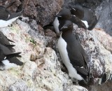Kortbekzeekoeten - Brunnich's Guillemots