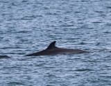 Dwergvinvis - Minke Whale
