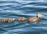 Eiders - Common Eiders