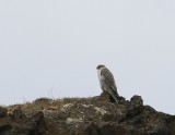 Giervalk - Gyr Falcon