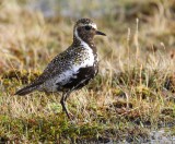 Goudplevier - European Golden Plover