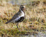 Goudplevier - European Golden Plover