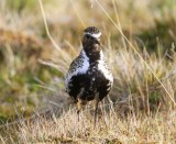 Goudplevier - European Golden Plover