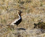 Goudplevier - European Golden Plover