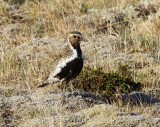 Goudplevier - European Golden Plover