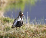 Goudplevier - European Golden Plover