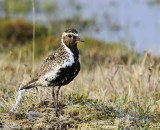 Goudplevier - European Golden Plover