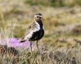 Goudplevier - European Golden Plover
