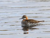 Grauwe Franjepoot - Red-necked Phalarope