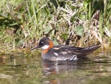 Grauwe Franjepoot - Red-necked Phalarope