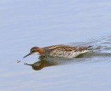 Grauwe Franjepoot - Red-necked Phalarope