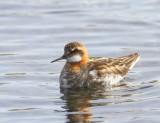 Grauwe Franjepoot - Red-necked Phalarope