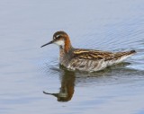 Grauwe Franjepoot - Red-necked Phalarope