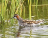 Grauwe Franjepoot - Red-necked Phalarope