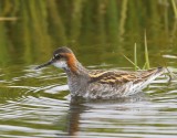 Grauwe Franjepoot - Red-necked Phalarope