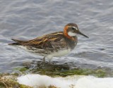 Grauwe Franjepoot - Red-necked Phalarope