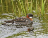Grauwe Franjepoot - Red-necked Phalarope