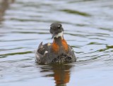 Grauwe Franjepoot - Red-necked Phalarope