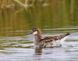 Grauwe Franjepoot - Red-necked Phalarope
