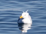 Grote Burgemeester - Glaucous Gull