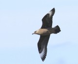 Grote Jager - Great Skua