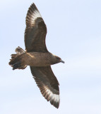 Grote Jager - Great Skua