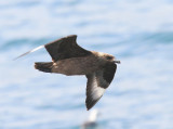 Grote Jager - Great Skua