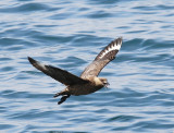 Grote Jager - Great Skua