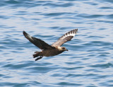 Grote Jager - Great Skua