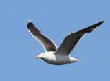 Grote Mantelmeeuw - Great Black-backed Gull
