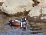 Harlekijneend - Harlequin Duck