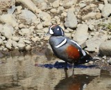 Harlekijneend - Harlequin Duck