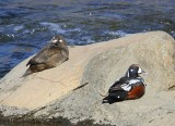 Harlekijneenden - Harlequin Ducks