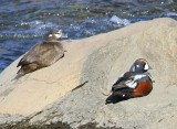 Harlekijneenden - Harlequin Ducks