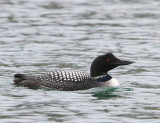 IJsduiker - Great Northern Loon