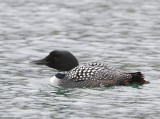 IJsduiker - Great Northern Loon