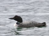 IJsduiker - Great Northern Loon