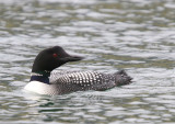 IJsduiker - Great Northern Loon