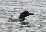 IJsduiker - Great Northern Loon