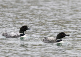IJsduikers - Great Northern Loons