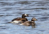 IJseenden - Long-tailed Ducks