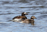 IJseenden - Long-tailed Ducks