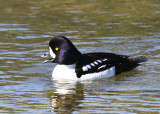 IJslandse Brilduiker - Barrow's Goldeneye