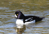 IJslandse Brilduiker - Barrows Goldeneye