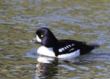 IJslandse Brilduiker - Barrows Goldeneye